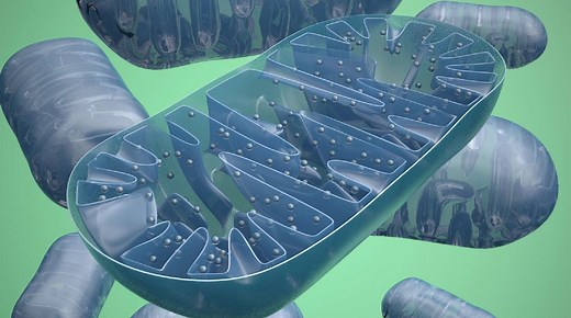 Définition | Syndrome de Leigh : qu'est-ce que c'est ? | Futura santé