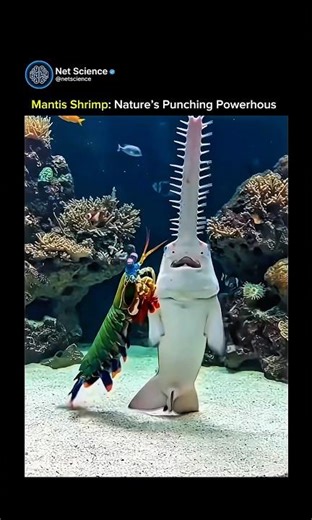 Mantis Shrimp💀