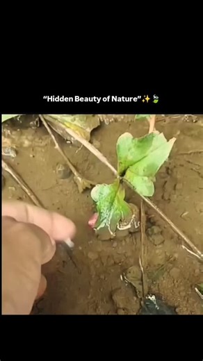 Ai editer on Instagram: "Nature's hidden beauty! Witness the incredible colors and delicate fins of this stunning little fish. It almost looks like a blooming flower underwater. Pure magic! ✨✨🐠 #BeautifulFish #NatureLovers #ColorfulWildlife #UnderwaterMagic #NaturePhotography Video Description (Option 2: Descriptive & Poetic) "Nature never fails to surprise us. This tiny fish, with its vibrant pink body and fan-like fins, looks like a living piece of art. The way it displays its colorful patter