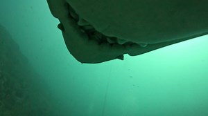 8.8K views · 80 reactions | Adventures at Fish Rock 319 - Location of Fish Rock and the difference between male and female sharks This week we've got some incredible drone footage of Fish Rock as well as great footage of Leopard Sharks, Hermit Crabs and Grey Nurse Sharks . . . . . This footage was captured throughout the year #southwestrocks #fishrock #diving #scuba #greynurseshark #adventure | South West Rocks Dive Centre | Facebook