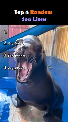 Funny Sea Lions Being Silly