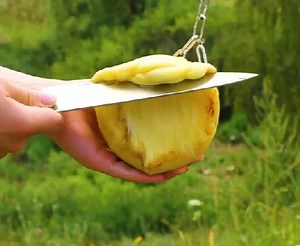 Cheese please! Gouda good cheese tricks you'll love! | 5-Minute Crafts