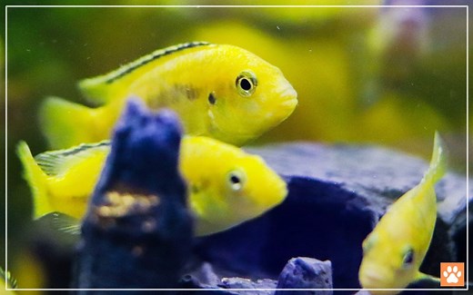 How to Breed Yellow Lab Cichlids? - VIVO Pets