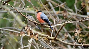 vogel,dompfaff im Baum beim knabbern