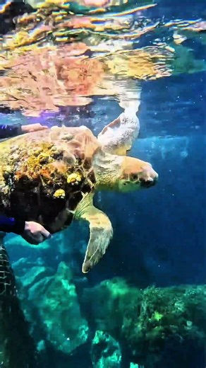 They found this sea turtle during a tour and decided to help. @conhecendo_ilhabela