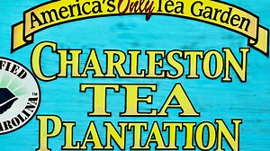 Visit the Charleston Tea Plantation and Learn How Tea is Made