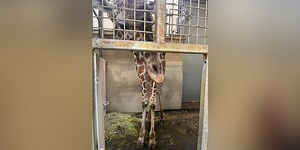 Columbia firefighters help giraffes at Riverbanks Zoo