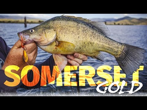 Somerset Gold - How to Catch Golden Perch and Bass on Lures