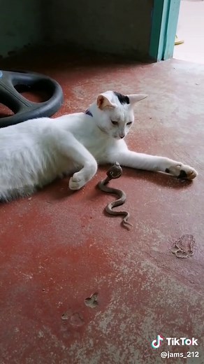 Cat vs Snake: Intense Animal Fight Compilation