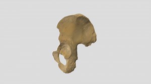 Human Hip Bone - Download Free 3D model by Amber Chiu Visuals (@achiuvisuals)