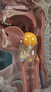 What Happens Inside Your Body When You Eat a Raw Egg? 🥚🧬 | MEDSCOPE