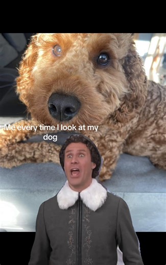 #dog #MemeCut #buddytheelf #cockapoo