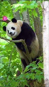 145K views · 1.1K reactions | Panda gets stuck in tree in funny way | Fabiosa Fitness | Facebook