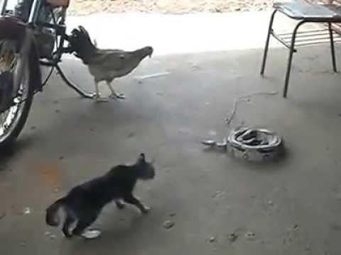 Cat vs Snake