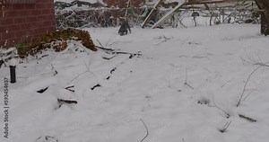 Snowing on first day of spring throwing toy ball with black lab dane labradane dog as he tramples through show in top right of frame - in Cinema 4k half speed at 30fps.
