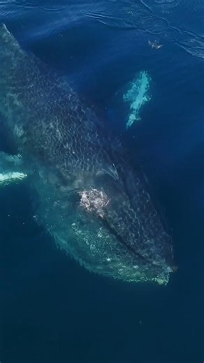 Most people don’t think of birds as underwater swimmers, but we actually have multiple deep diving seabirds right here in San Diego! In this clip you’ll see the little Shearwater on the surface dive towards the whale! 💖💋 | Domenic Biagini