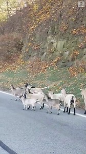 61K views · 401 reactions | "They're blocking the whole road." A herd of goats ran into the highway, blocking traffic, as drivers tried to move them out of the way. The owner of the goats said they were safely removed and taken home. https://abcn.ws/2pkRNxd | ABC News | Facebook