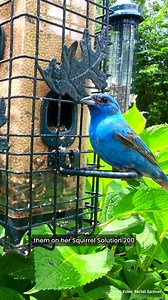 7.9K views · 141 reactions | Who’s lucky enough to have Indigo Buntings at their feeders? We’d love to know—tell us where you’re seeing them this summer!  | Brome - Squirrel Buster | Facebook