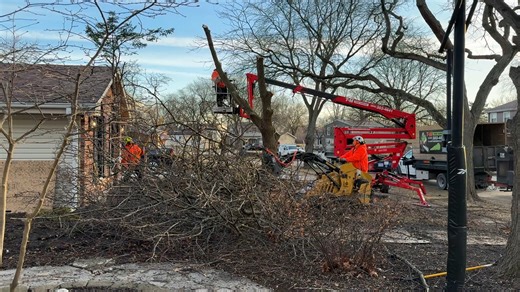 T & M Tree Removal Sevices in Naperville. Took down a very large Silver Maple. | T&M Tree Services