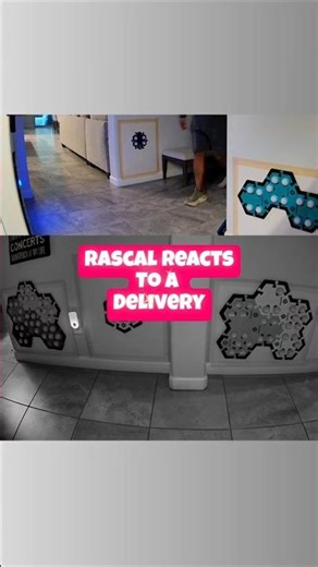 Rascal reacts to a delivery! 📦#talkingdog #fluentpet