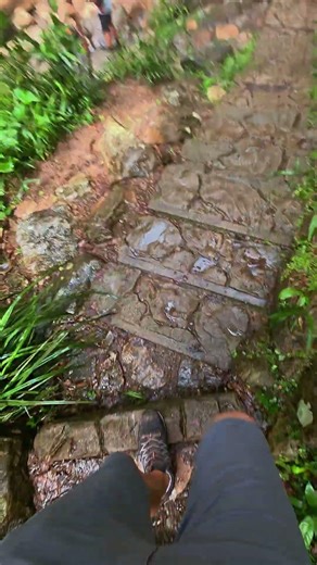 Purling Brook Falls🌿 Hidden waterfall in Springbrook National Park, Queensland, Australia.#waterfall