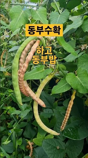 #동부수확#동부콩#동부밥#송산포도늘봄농장