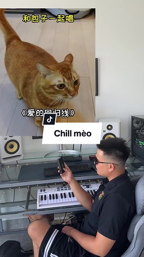 Nhạc Chill Dành Cho Mèo: Beat Thư Giãn