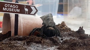 Today, the tarantulas from ‘Discovery’ headed down to Otago Museum for a lengthy sabbatical. ‘Discovery’ is one of a number of exhibitions closing on 17 October as we begin packing down our galleries ahead of the Museum redevelopment. These spiders needed a new home for the next 5 years of building work, and luckily our pals from down south were happy to provide one. Tarantulas can’t be kept just anywhere – as an exotic species, only Ministry for Primary Industries-approved containment facilitie