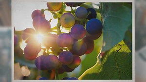 How Long Do Grapes Last in the Fridge?