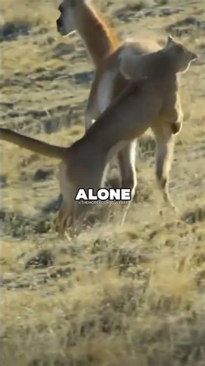 The Hidden Relationship Between Wolves and Cougars