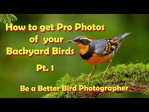 Backyard Bird Photography Part 1 of my comprehensive series on setting up your yard for pro photos