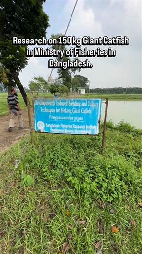 A breeding program of Giant Vietnamese Catfish in Mymensingh, Bangladesh is being undertaken by the Ministry of Fisheries. Scientists are hoping to safely introduce this breed in Bangladesh’s rivers to help fisherman continue their livelihoods. #giantcatfish #ministryoffisheriesandlivestock #mymensingh #aquaculture | Piash Ahamed