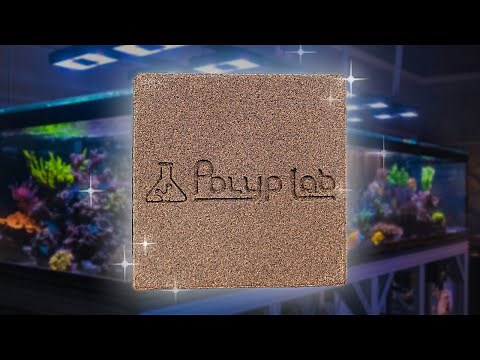 Rebuilding Our Bio-Filtration with PolypLab Genesis Blocks