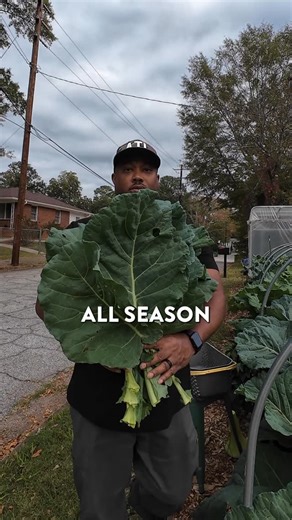 Milan Turner - Urban Gardener on Instagram: "Start collard greens from seed like a pro! Light soil, shallow planting, and steady moisture. That’s the secret to lush, healthy greens. #ATLgrow #AtlantaGardening #BootstrapFarmer #BotanicalInterests #FallGarden #GardeningTips #GeorgiaGrown #GrowYourOwnFood #InMyGarden #SeedStarting #UrbanGarden #VegetableGarden"