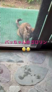 猫４兄弟とおとぅーとホーちゃん ゴロリンするバッちゃん😍😍💕続😉