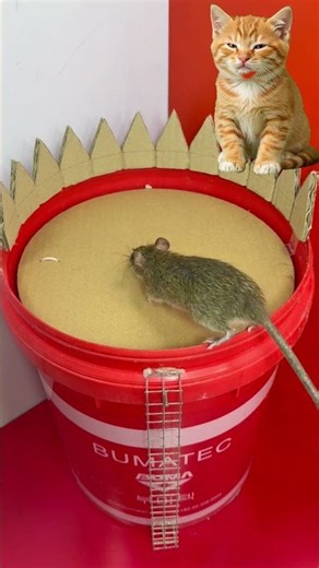 Mouse trap Falling into a trap involving a plastic bucket #rat