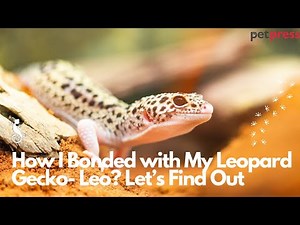 How I Bonded with My Leopard Gecko Leo | Gecko Care & Trust Tips