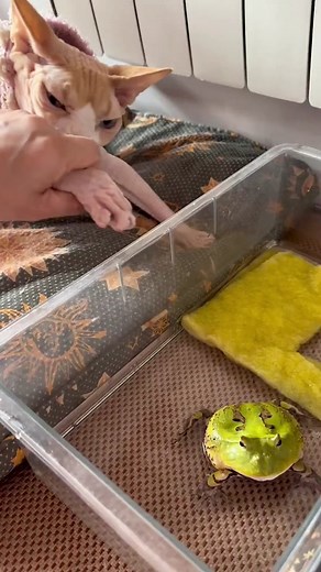 Hilarious Frog TikTok Video Compilation