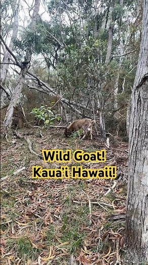Wild Goat Encounter in Kauai 🌴 | Marksman’s Creed “Wish I Had My Rifle” Moment #kauai #hawaii #hunt