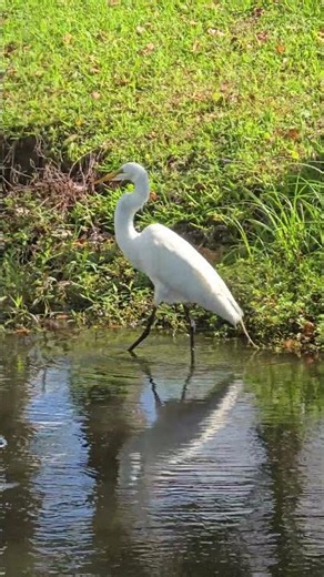 Great Egret's & Snowy Egret's