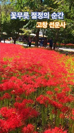 고창 선운사 꽃무릇 2025.9.23 이번주 최절정 #travel #여행 #국내여행 #꽃무릇 #선운사