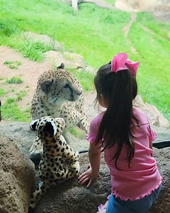 Introducing cheetah to a cheetah stuffed toy! | MetDaan Tips