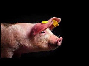 PIG SOUNDS | Squeaking, Oinking and Grunting Noises of Pigs