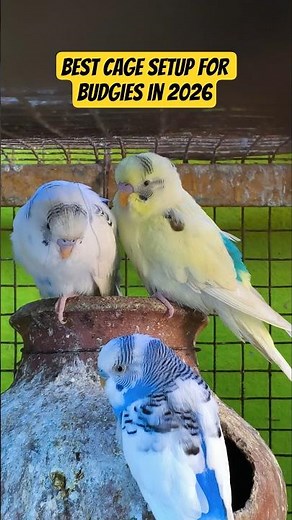 Best Cage Setup for Budgies in 2026 | CBW Amusement