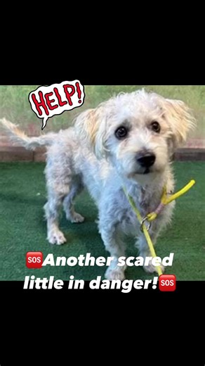 🆘🆘🆘#A5591728 DISNEY - NOTICE SENT ON 12/23 - RESCUE ONLY🆘🆘🆘#A5591728 DISNEY is a 2-year-old, 17.8 lbs male neutered Terrier who was adopted and returned to the Baldwin Park Shelter on Dec 1. Disney is Rescue only with indemnity waiver due to bite history. He scored very well (grade 1) for behavior prior to his adoption on Nov 25 and now returned with a bite record 😢 I hope potential owners will remember the 3-3-3 rule when adopting shelter dogs - they may feel overwhelmed and nervous in t