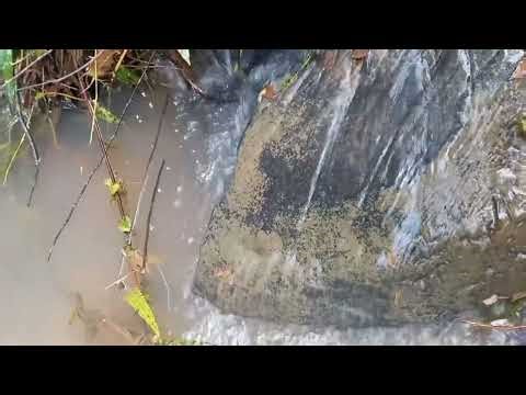 Gentle Stream Flow – 30 Minutes of Pure Calm