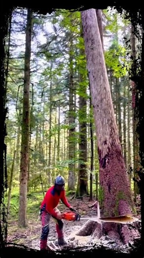old tree cutting using chainsaw 🔥