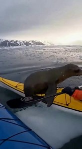 People are calling this one of the most unbelievable wildlife encounters ever caught on camera in the Arctic… and once you watch it, you’ll understand why. 😳❄️ The video starts with a second kayaker filming the icy water—dark, freezing, and littered with drifting chunks of ice. Everything feels calm, just the natural sounds of wind, splashing, and the steady rhythm of paddles. It looks like a typical cold-day adventure on open water. And then it happens. A baby sea lion bursts out of the water 
