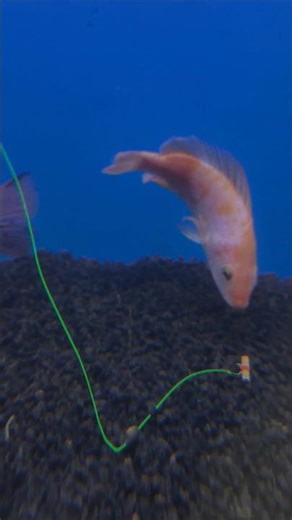 Quickly install pellet bait so it stays strong in the water #tutorial #fishing #gtknot #fishingtips