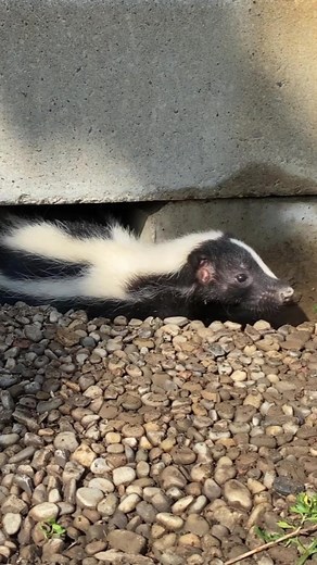 Removing Skunks from Under Front Porch Safely | Skunk Stripe Enclosure
